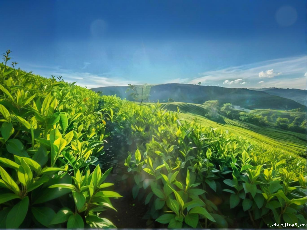 农药残留检测仪