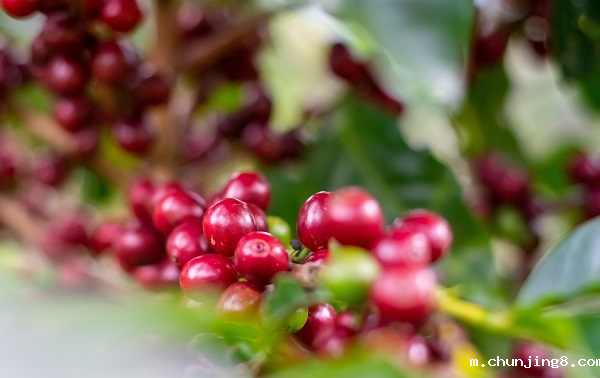 农药残留检测仪有哪些说明?蔬菜中农药残留超标的原因