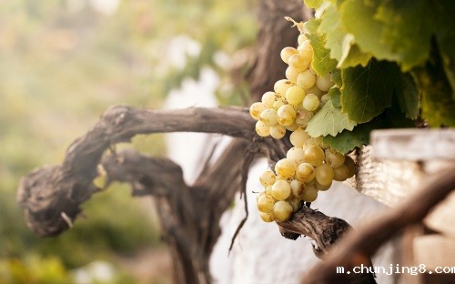 含有农药残留的农产品能不能吃?农药残留是否超标如何确定? 含有农药残留的农产品能不能吃?农药残留是否超标如何确定?