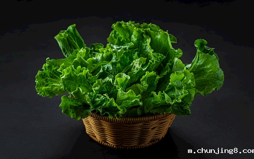 农残仪器:全自动农药残留物检测仪/多功能食品安全检测仪/农药残留快速检测仪