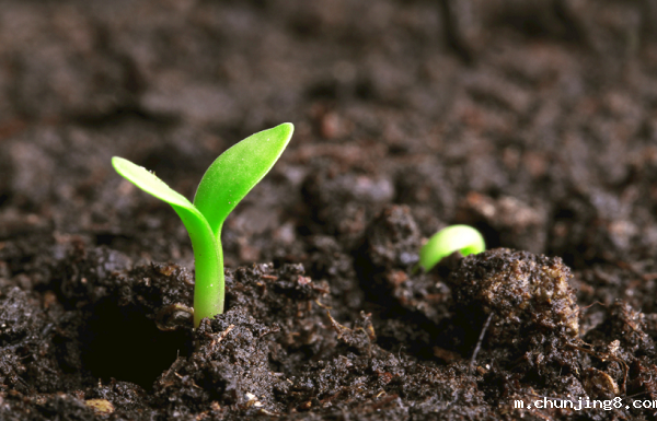 土壤研磨机详细介绍,土壤研磨仪的作用与用途