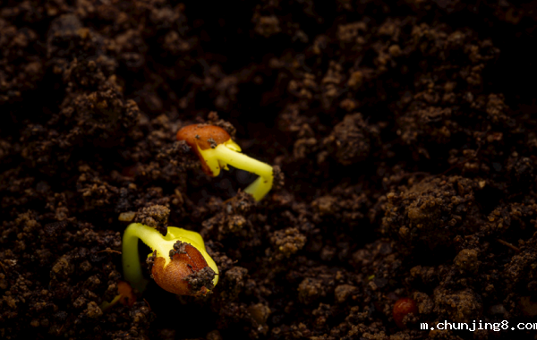 提升农作物生产!肥料养分含量测定仪帮您准确分析土壤和肥料 提升农作物生产!肥料养分含量测定仪帮您准确分析土壤和肥料