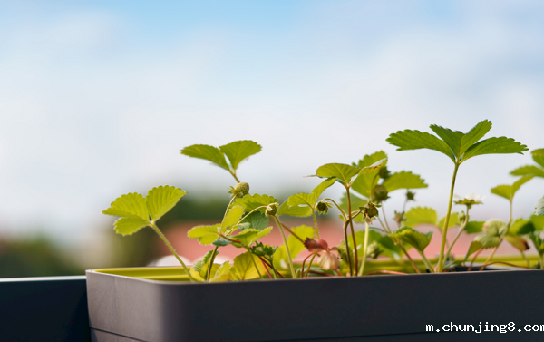 想要选择高性价比的土壤养分检测仪器