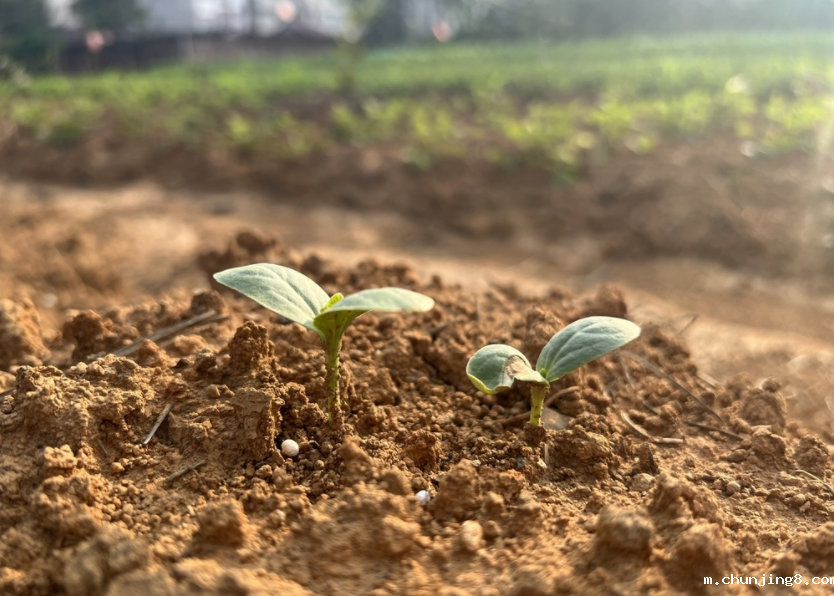 土壤重金属分析仪的作用(土壤重金属检测仪用途详解)