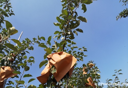 果蔬套袋对农残有影响吗？用农药残留速测仪一测便知