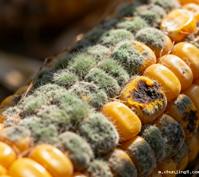 实验室用真菌毒素检测仪的工作原理是什么?如何选择适合自己实验室的真菌毒素检测仪?